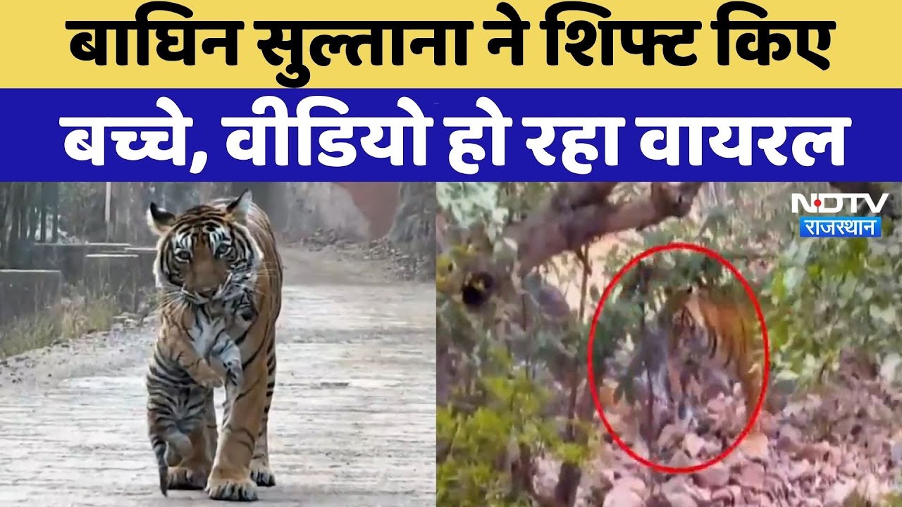 Sawai Madhopur: Tigress Sultana का Video Viral, शिफ्ट किए शावक | Rajasthan Top News | Latest News