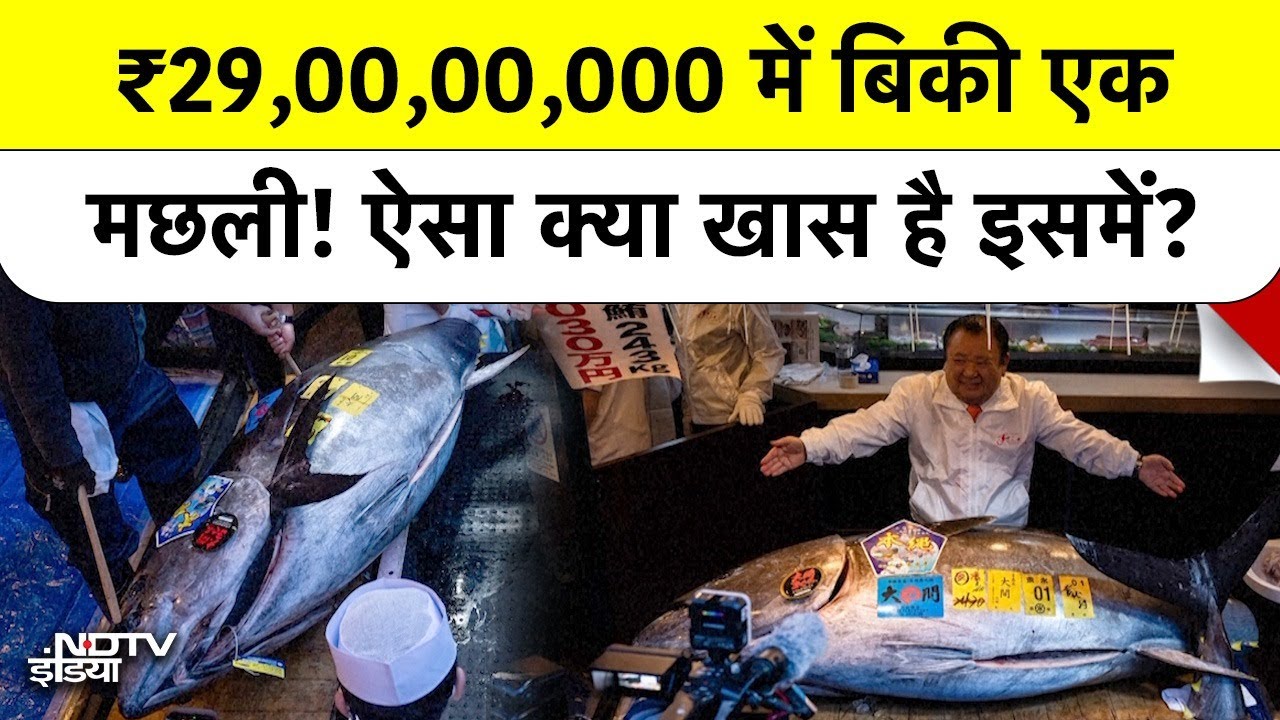 Japan में बिकी World's Most Expensive Fish! कीमत सुनकर होश उड़ जाएंगे | Bluefin Tuna