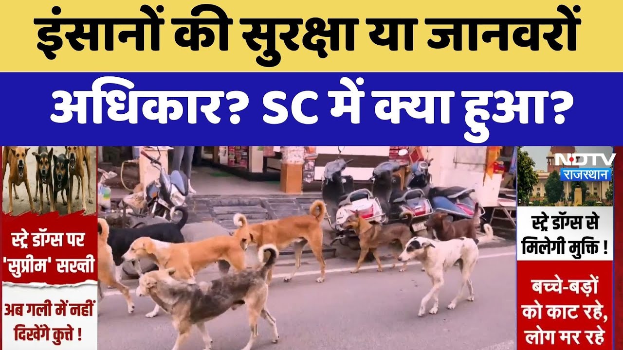 Stray Dogs: इंसानों की सुरक्षा या जानवरों के अधिकार! SC में क्या हुआ? | Top News