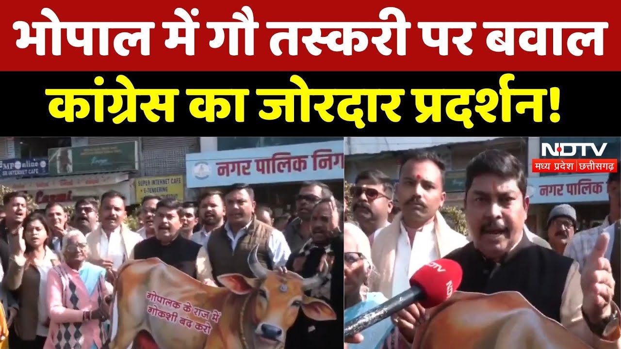 Bhopal News: गौ तस्करी पर बवाल, Congress ने की ये मांग! | Madhya Pradesh | Cow Smuggling | Top News
