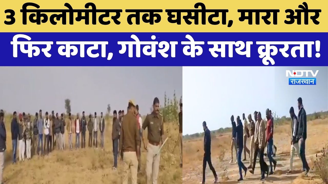 Jaisalmer: पोकरण में दरिंदगी की हदें पार! गोवंश को 3KM तक गाड़ी से घसीटा और फिर मारा | Crime News