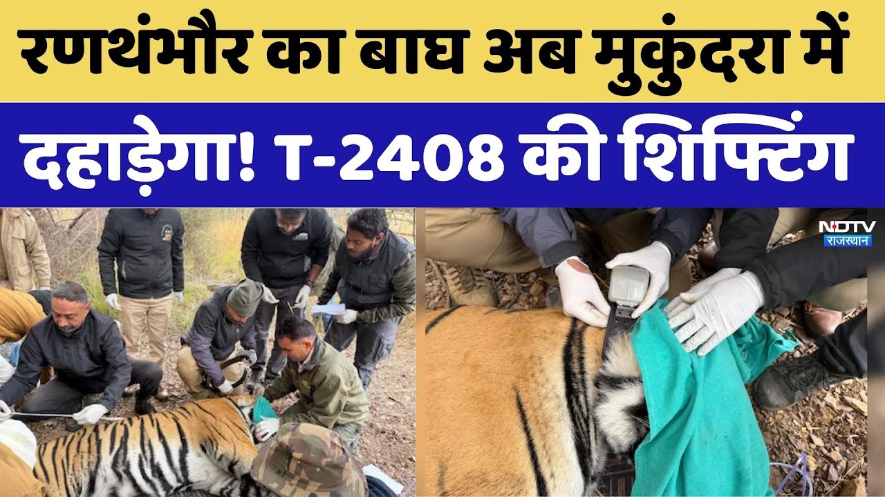 Ranthambore Tiger Shifted To Mukundra: बाघ अब मुकुंदरा में दहाड़ेगा! T-2408 की शिफ्टिंग। Top News