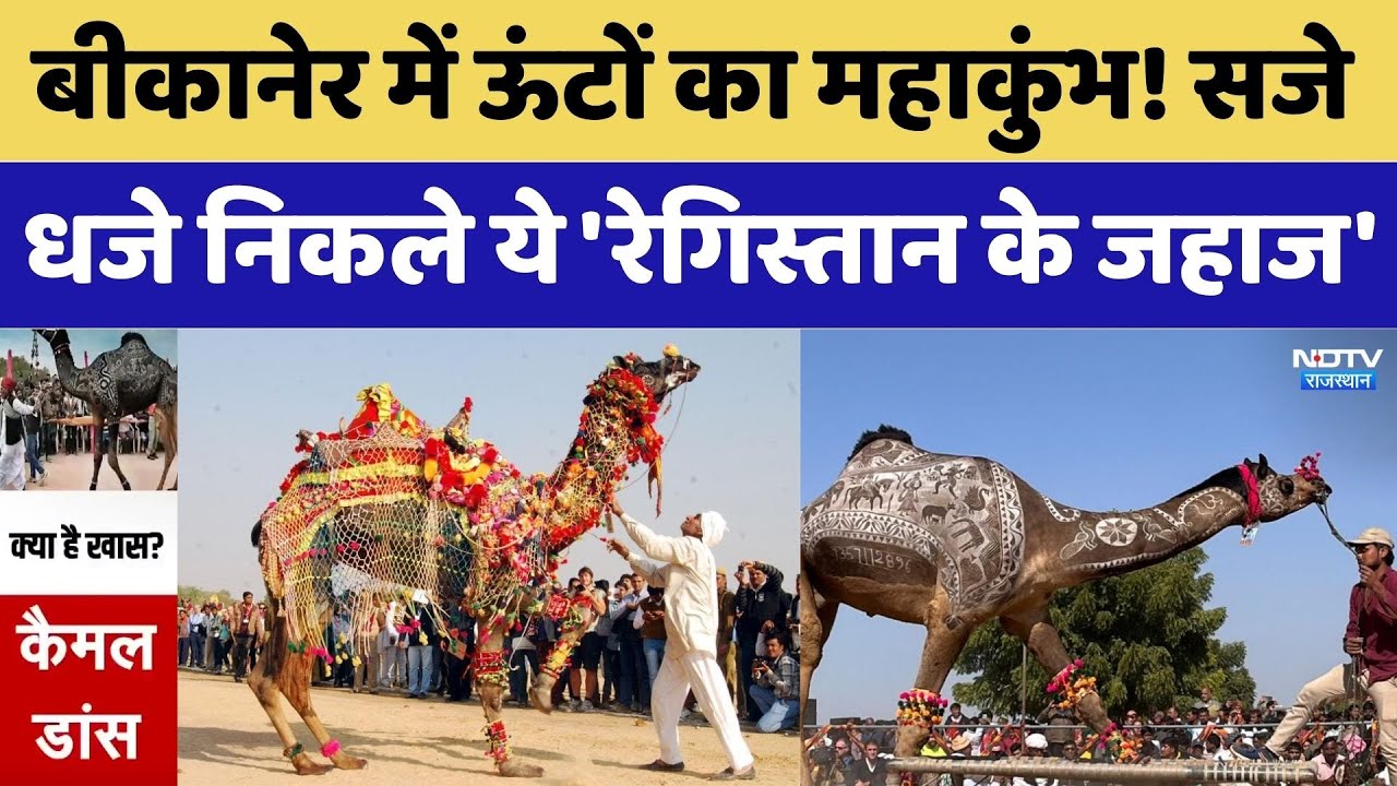 Camel Festival: Bikaner में ऊंटों का महाकुंभ! सज-धज कर निकले 'रेगिस्तान के जहाज'। Rajasthan Top News