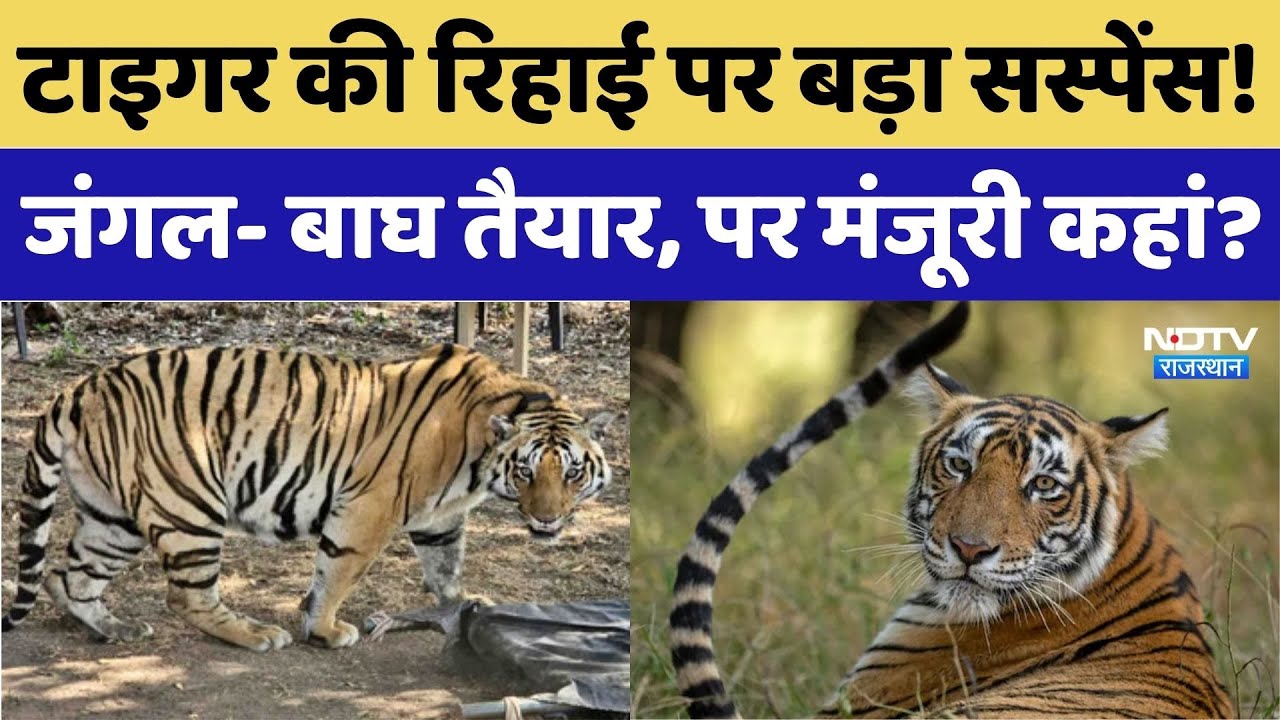 Tiger Release Protocol: टाइगर की रिहाई पर सस्पेंस! जंगल- बाघ तैयार, मंजूरी कहां?। Ranthambore News