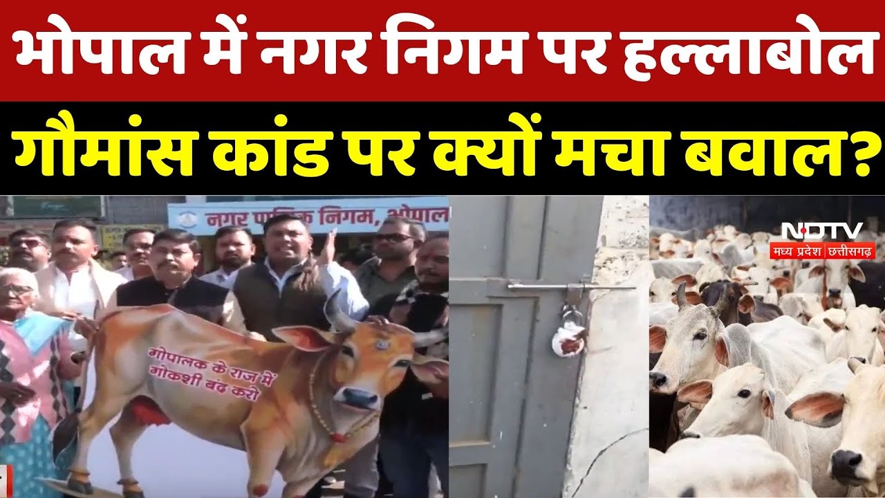 Bhopal Beef Scandal : भोपाल में Municipal Council पर हल्लाबोल, गौमांस कांड पर क्यों मचा बवाल ?