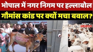Bhopal Beef Scandal : भोपाल में Municipal Council पर हल्लाबोल, गौमांस कांड पर क्यों मचा बवाल ?