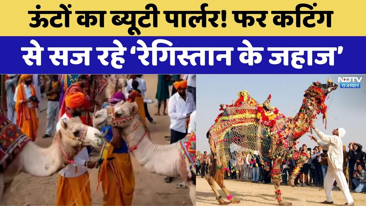 Camel Festival: Bikaner में ऊंटों का महाकुंभ! सज-धज कर निकले 'रेगिस्तान के जहाज'