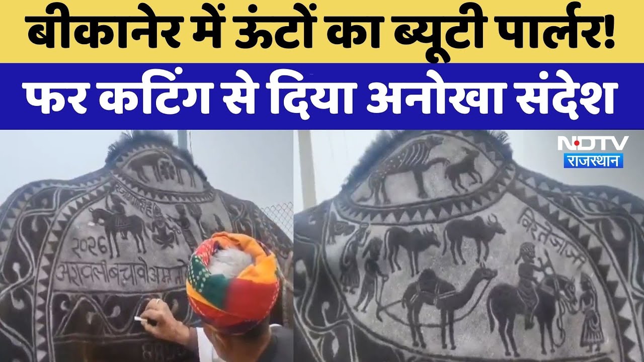 Bikaner Camel Festival: बीकानेर में ऊंटों का Beauty Parlour | Rajasthan Top News | Latest News
