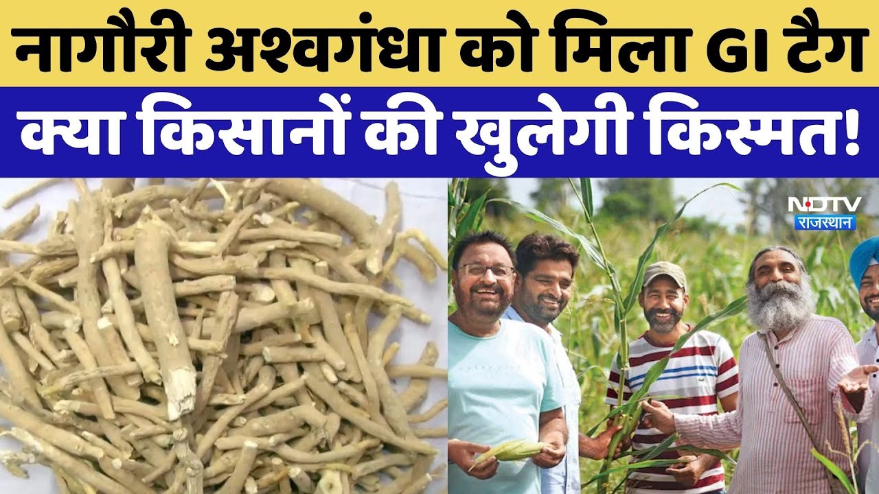 Nagauri Ashwagandha को मिला GI Tag, क्या किसानों की खुलेगी किस्मत! | Top News