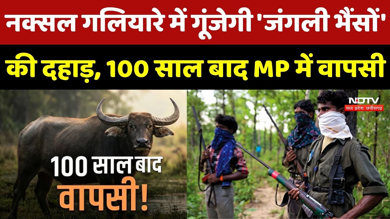 Naxal गलियारे में गूंजेगी 'जंगली Buffalo' की दहाड़, 100 साल बाद MP में वापसी