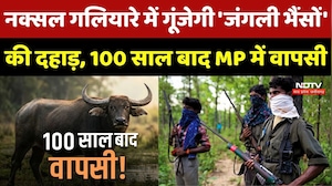 Naxal गलियारे में गूंजेगी 'जंगली Buffalo' की दहाड़, 100 साल बाद MP में वापसी