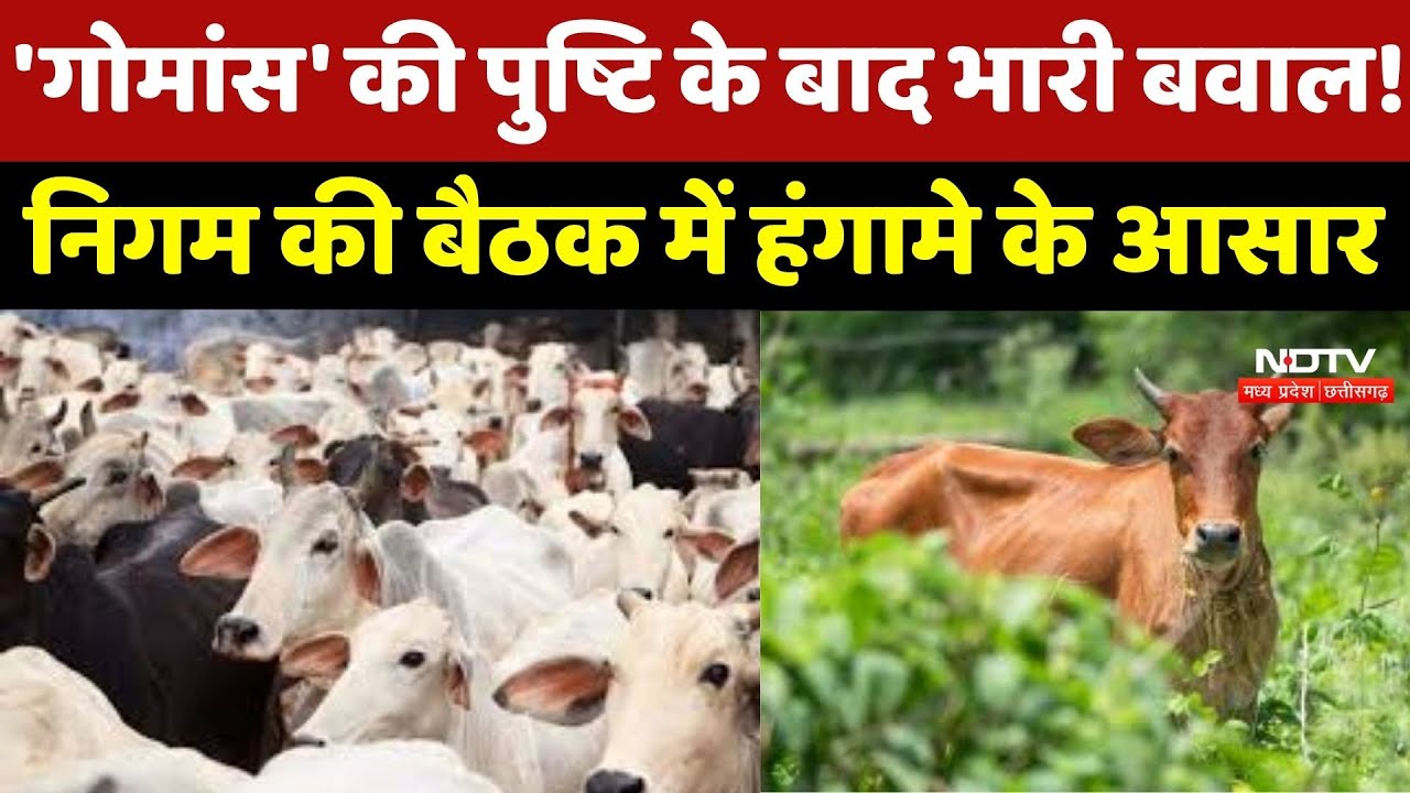 Bhopal में 'गौमांस' की पुष्टि के बाद भारी बवाल! निगम की बैठक में आज हंगामे के आसार