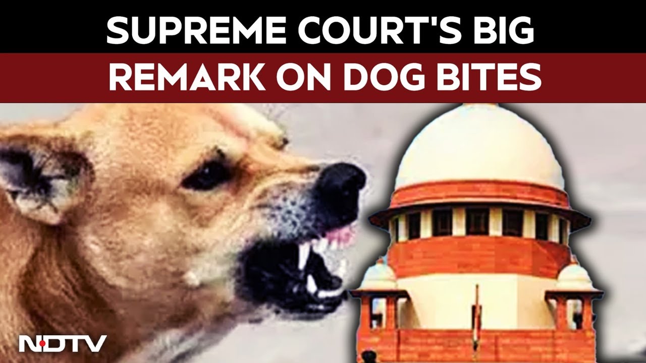 SC On Stray Dogs | For Every Dog Bite, Heavy Compensation Likely On States: Top Court's Big Remark