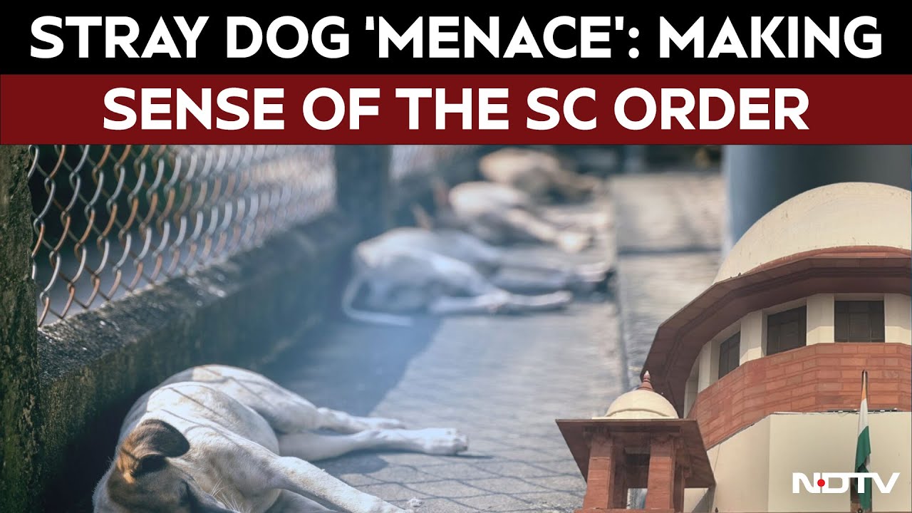 Supreme Court On Stray Dog | Stray Dog 'Menace': Making Sense Of The Supreme Court's Intervention