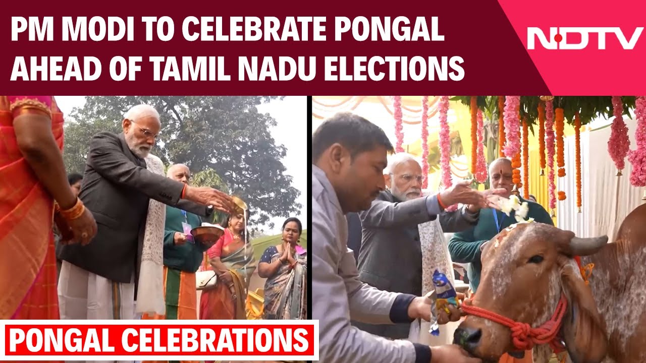 Pongal News | Harvest Festival, Poll Pitch: PM To Celebrate Pongal Ahead of Tamil Nadu Elections