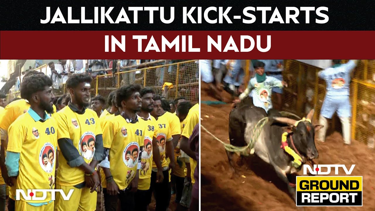 Jallikattu News | Popular Avaniyapuram Jallikattu Kicks Off, Over 1,000 Bulls Taking Part