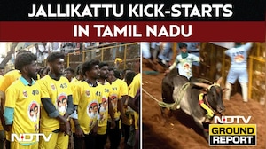 Jallikattu News | Popular Avaniyapuram Jallikattu Kicks Off, Over 1,000 Bulls Taking Part