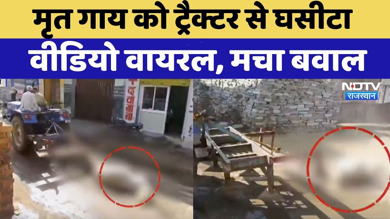 Kota Animal Cruelty: मृत गाय को Tractor से घसीटा | Rajasthan Top News | Viral Video | Crime News