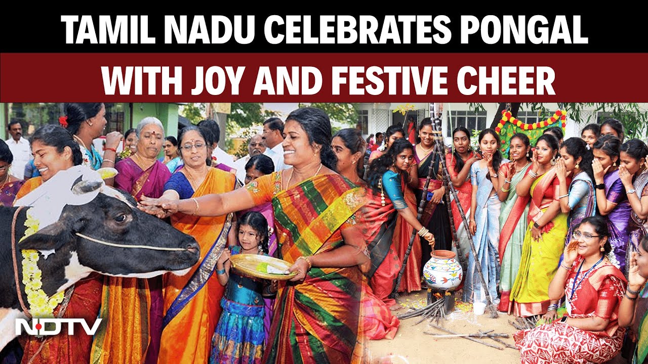 Tamil Nadu Erupts In Joy To Celebrate The Traditional Harvest Festival Of Pongal