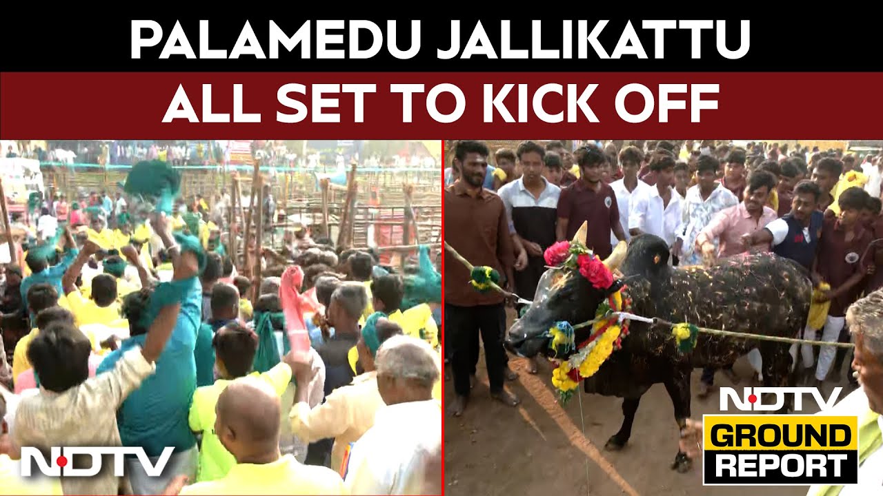 Jallikattu News | Joy Of Jallikattu: Famous Palamedu Jallikattu All Set To Kick Off With 1000 Bulls