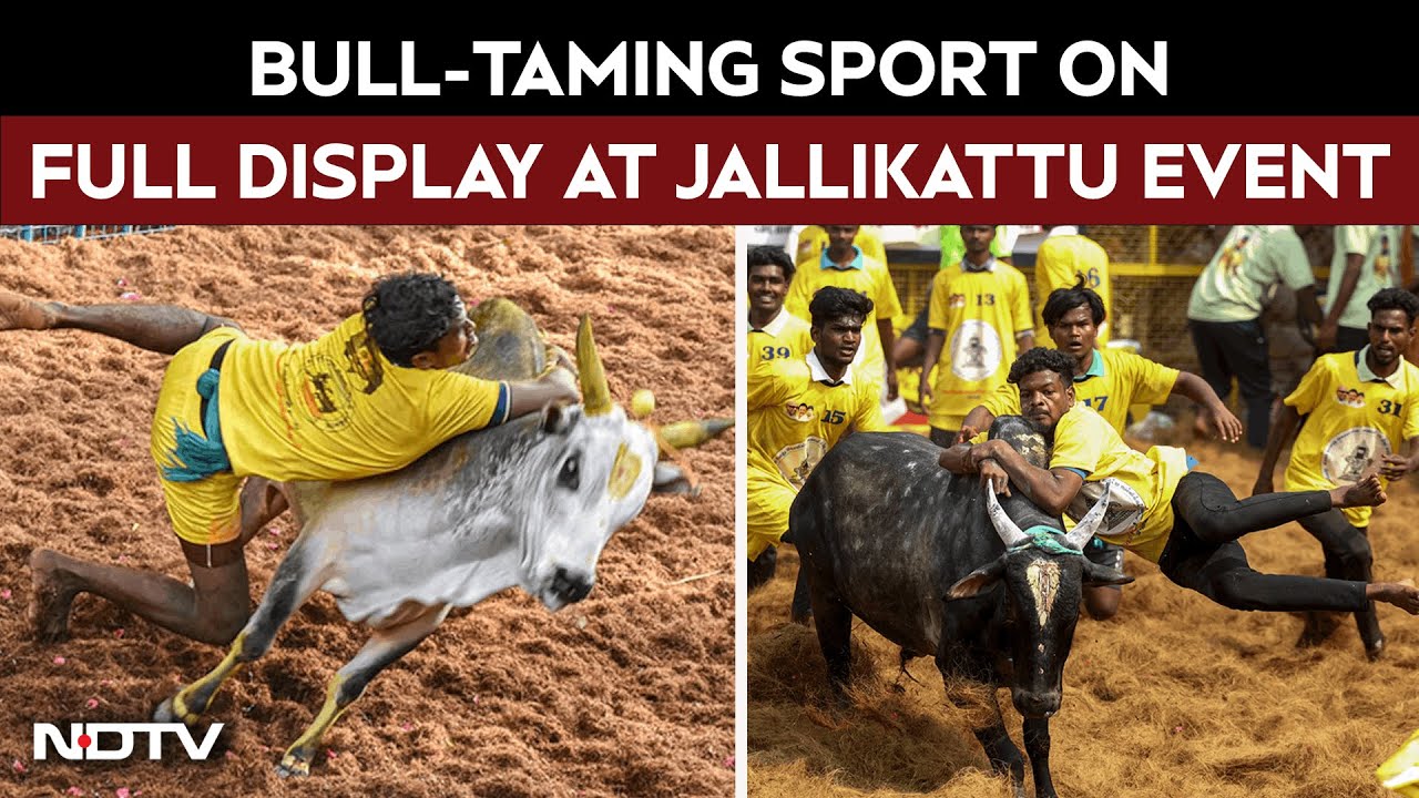 Bull-Taming Sport At Full Display During Jallikattu Event In Tamil Nadu