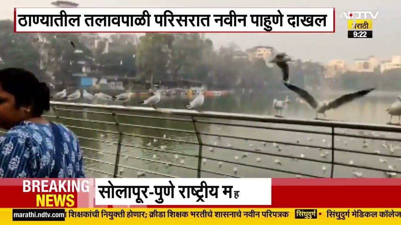 Thane| तलावपाळी परिसरात नवीन पाहुणे दाखल, सीगल पक्ष्यांचं आगमन; याचाच NDTV मराठीने घेतलेला आढावा