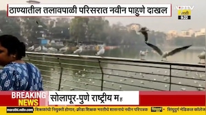 Thane| तलावपाळी परिसरात नवीन पाहुणे दाखल, सीगल पक्ष्यांचं आगमन; याचाच NDTV मराठीने घेतलेला आढावा