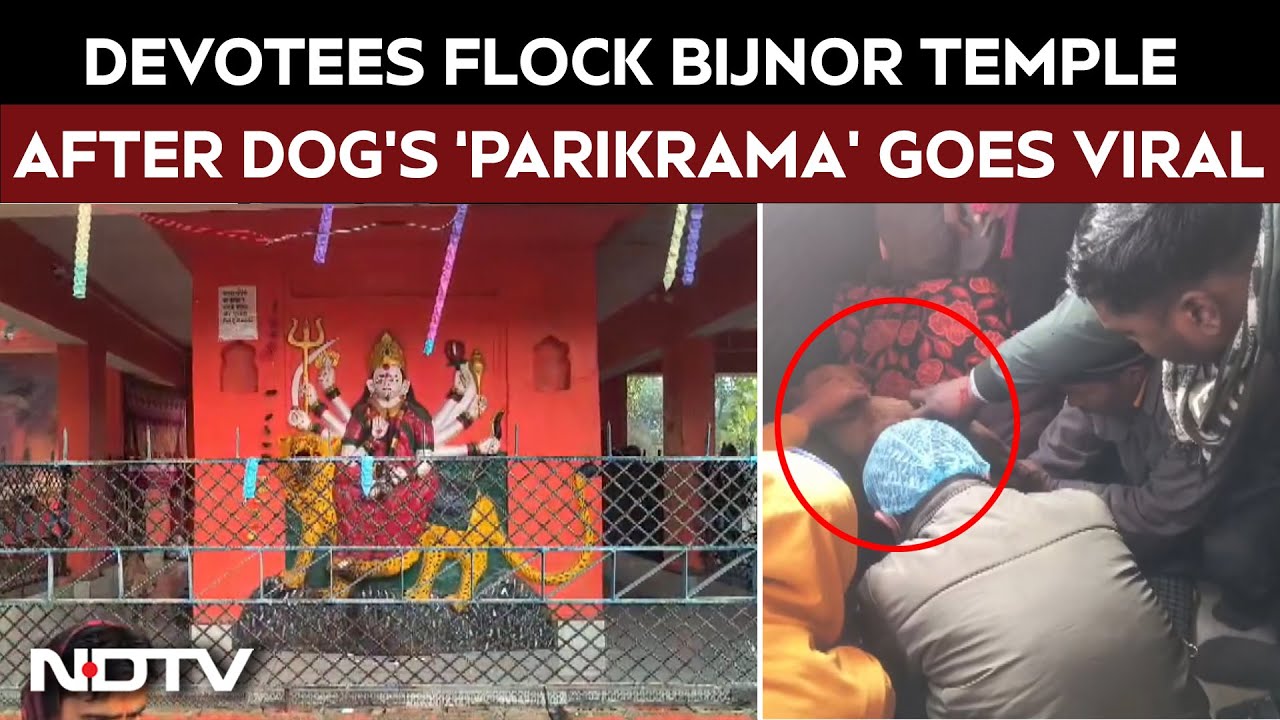 UP News | Stray Dog's 'Parikrama' Around Bijnor Temple Sparks Faith, Draws Hundreds Of Devotees