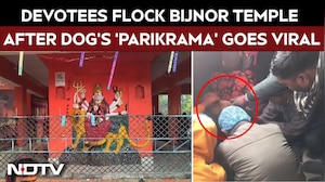 UP News | Stray Dog's 'Parikrama' Around Bijnor Temple Sparks Faith, Draws Hundreds Of Devotees