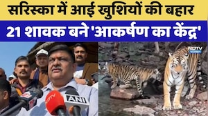 Sariska Tiger Reserve: सरिस्का में आई खुशियों की बहार, 21 शावक बने आकर्षण का केंद्र। Top News। NDTV