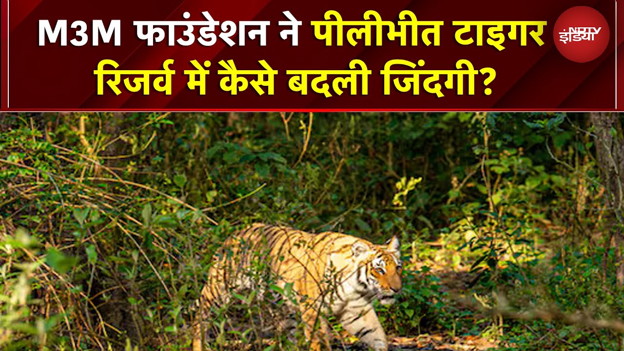 M3M Foundation ने Pilibhit Tiger Reserve में कैसे बदली जिंदगी!