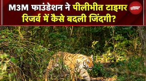 M3M Foundation ने Pilibhit Tiger Reserve में कैसे बदली जिंदगी! सोलर पंप, थर्मल ड्रोन, बाघ मित्र