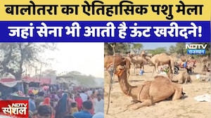 Alam Pashu Mela:  Balotra का Historical पशु मेला जहां सेना भी आती है ऊंट खरीदने! | Camel Market