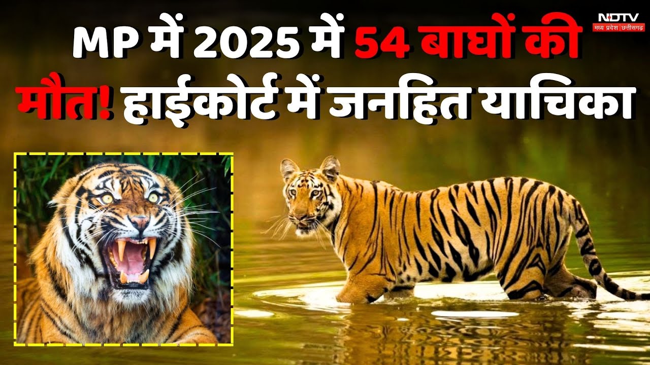 MP Tiger Death: 2025 में 54 बाघों की मौत! High Court में जनहित याचिका