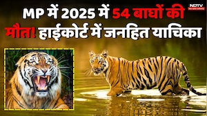 MP Tiger Death: 2025 में 54 बाघों की मौत! High Court में जनहित याचिका