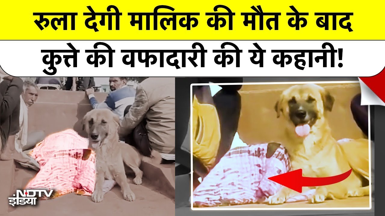 Shivpuri Dog Loyalty Video: मालिक की लाश के पीछे 4 KM तक दौड़ता रहा कुत्ता, Police भी हुई हैरान