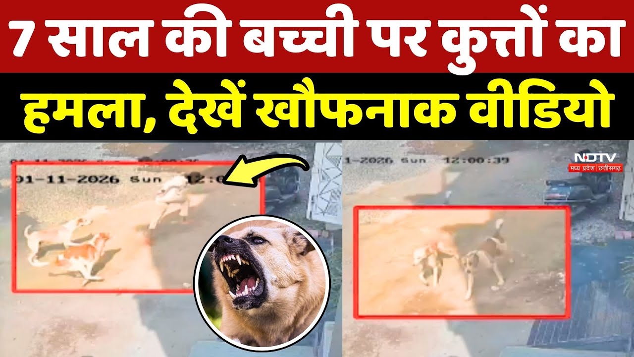 Dog Attack: Mandsaur में 7 साल की बच्ची पर कुत्तों का हमला, देखें खौफनाक वीडियो