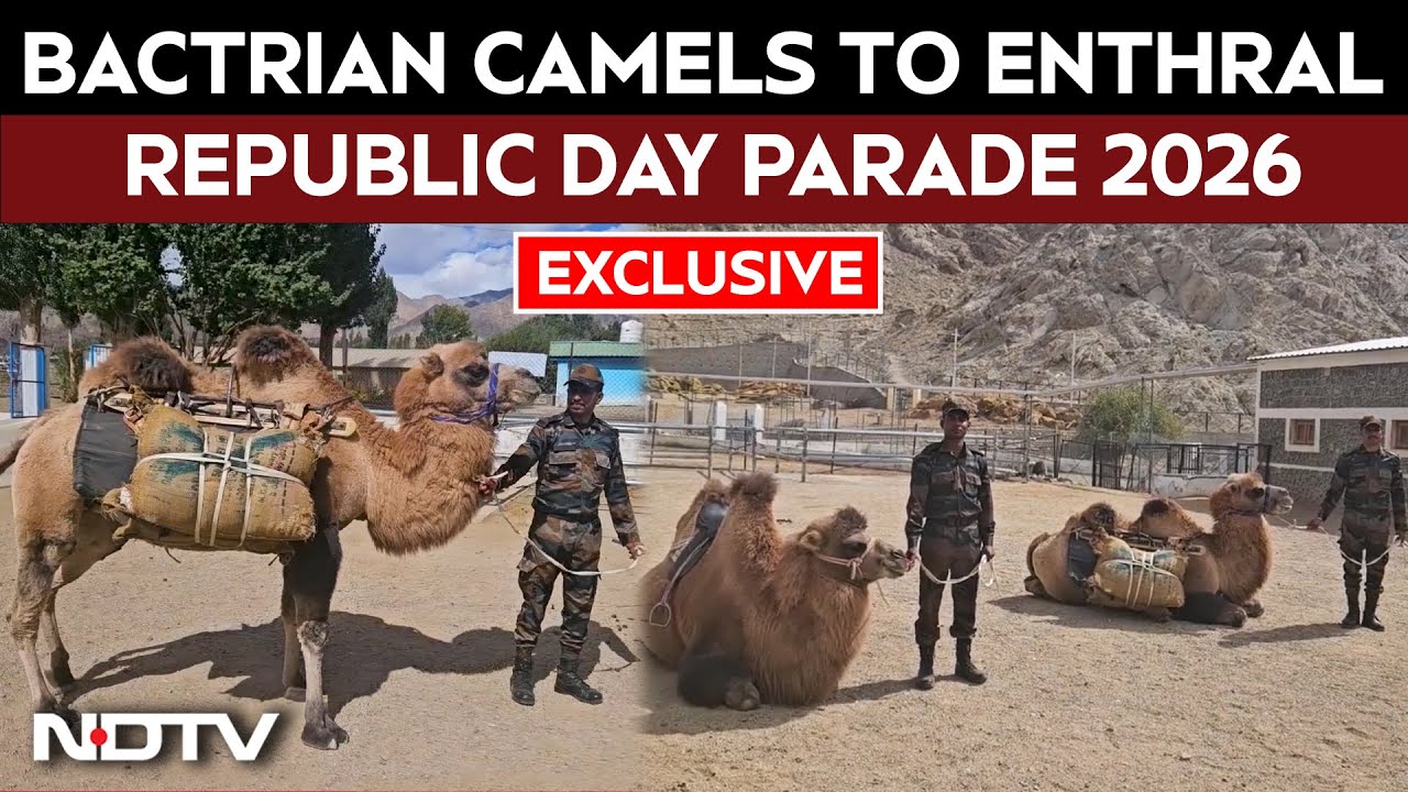 Republic Day 2026 | Bactrian Camels Enthral Republic Day Parade As Army Deploys &lsquo;Galwan&rsquo; & &lsquo;Nubra&rsquo;