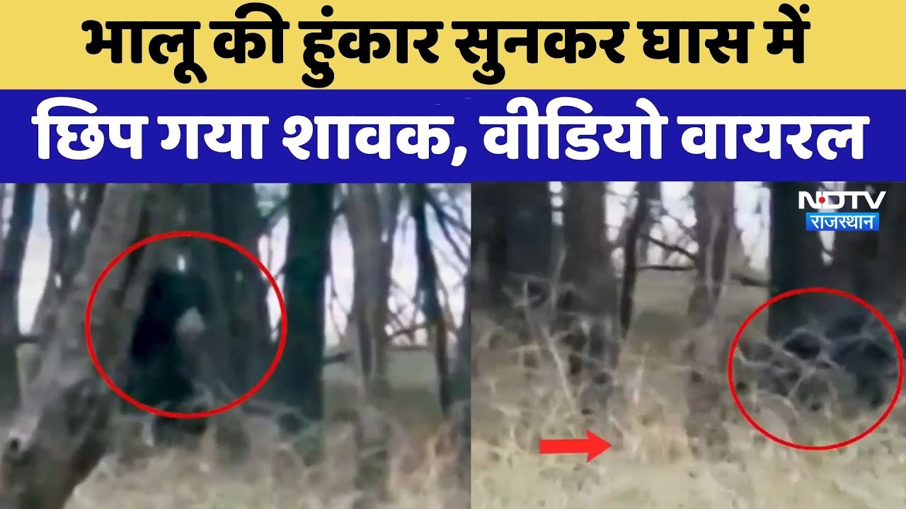 Ranthambore: भालू की हुंकार सुनकर घास में छिप गया शावक, Video Viral | Top News | Latest News