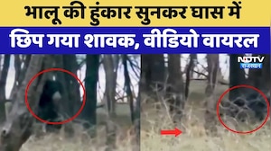 Ranthambore: भालू की हुंकार सुनकर घास में छिप गया शावक, Video Viral | Top News | Latest News