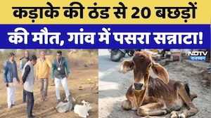 Jhunjhunu में कड़ाके की ठंड ने ली 20 बछड़ों की जान, गांव में पसरा सन्नाटा! Rajasthan Weather