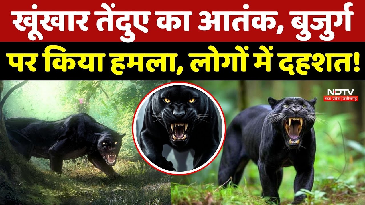 Leopard Attack: Sheopur में खेत में काम कर रहे बुजुर्ग पर तेंदुए का हमला