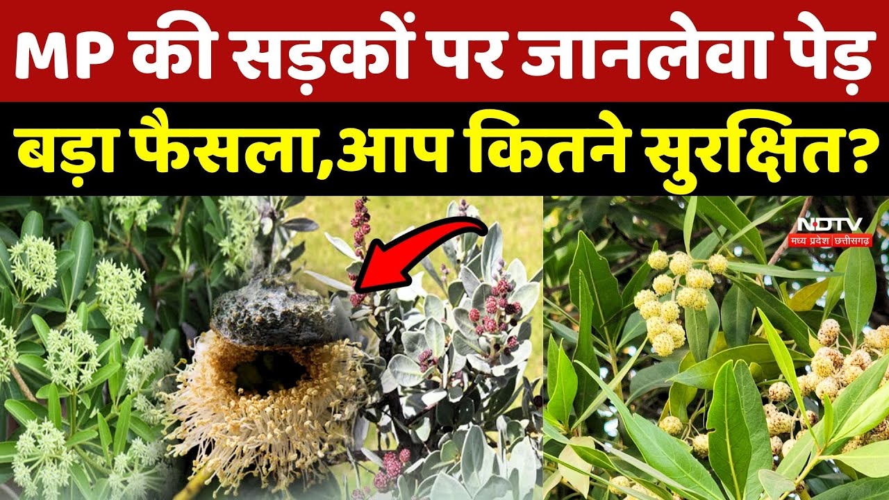 Conocarpus: MP की सड़कों पर जानलेवा पेड़, बड़ा फैसला, आप कितने सुरक्षित?