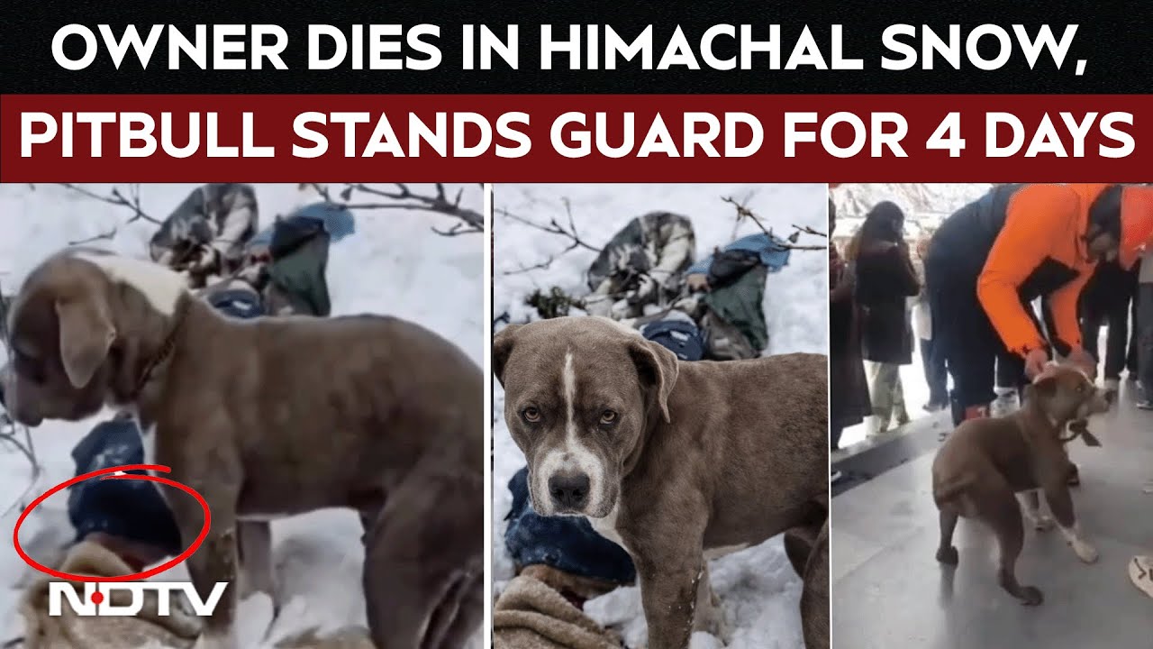 Viral Video | Owner Dies In Himachal Snow, Pet Pitbull Stands Guard For 4 Days