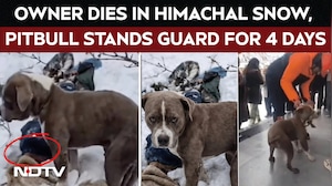 Viral Video | Owner Dies In Himachal Snow, Pet Pitbull Stands Guard For 4 Days