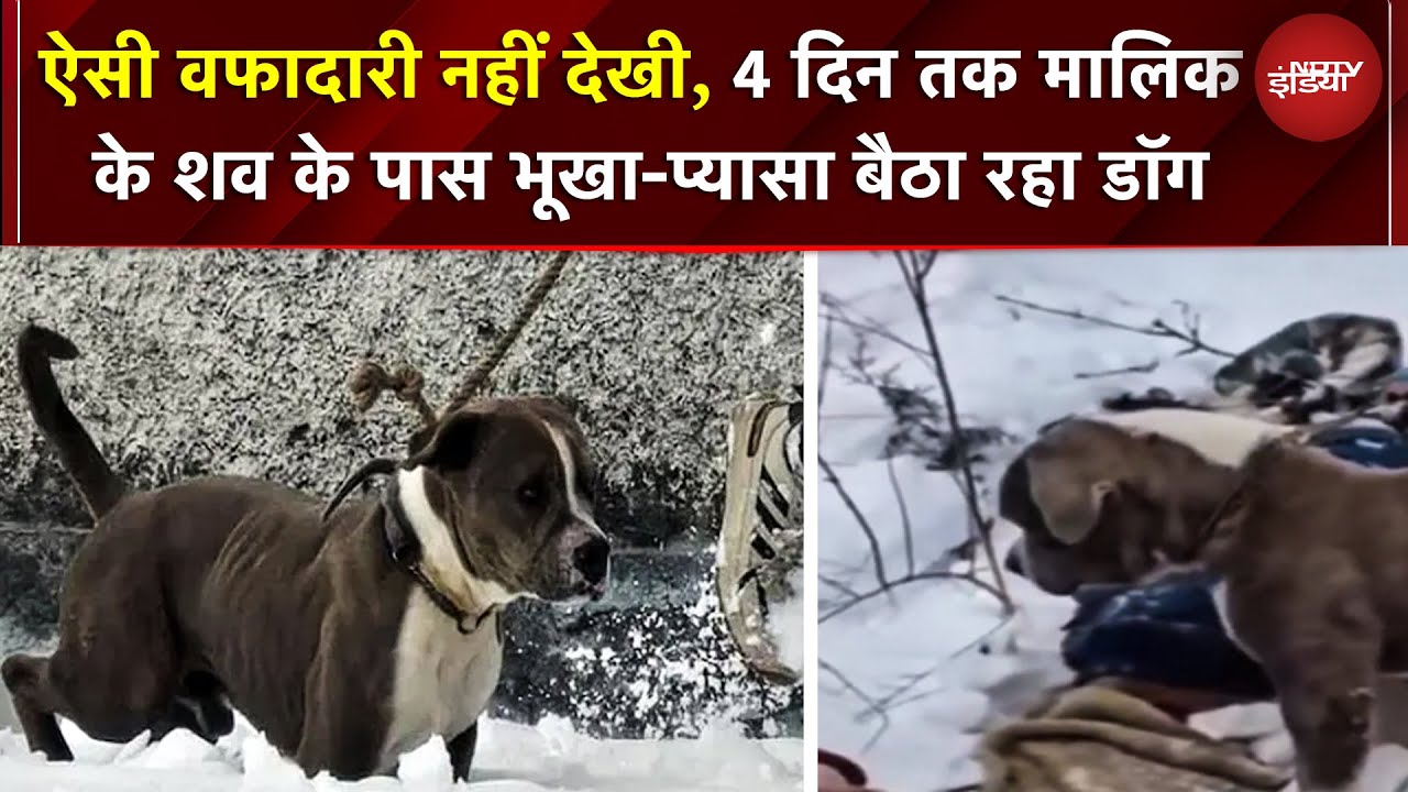 बर्फबारी में भी नहीं छोड़ा साथ! 4 दिन भूखा-प्यासा मालिक के शव की निगरानी करता रहा डॉगी | Himachal