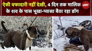 बर्फबारी में भी नहीं छोड़ा साथ! 4 दिन भूखा-प्यासा मालिक के शव की निगरानी करता रहा डॉगी | Himachal