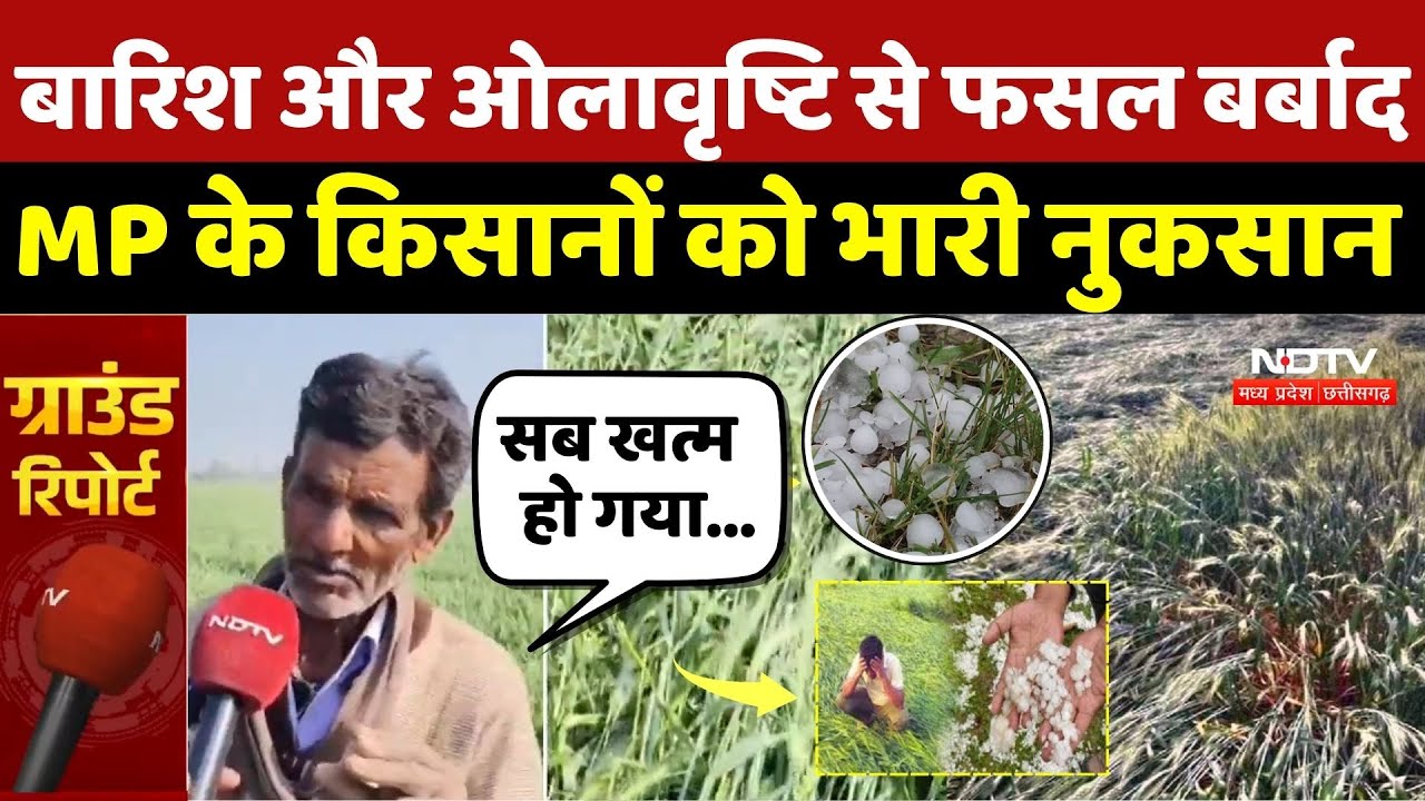 Hailstorm In MP:MP में आंधी-तूफान और ओलावृष्टि ने मचाया तांडव, फसल बर्बाद |Weather Update |Cold Wave