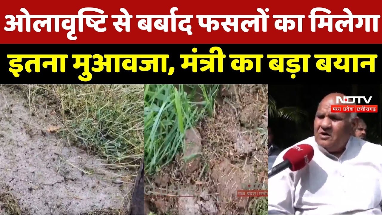 MP News: Farmers के लिए खुशखबरी! ओलावृष्टि से बर्बाद Crops का मिलेगा मोटा मुआवजा, मंत्री का बड़ा बयान