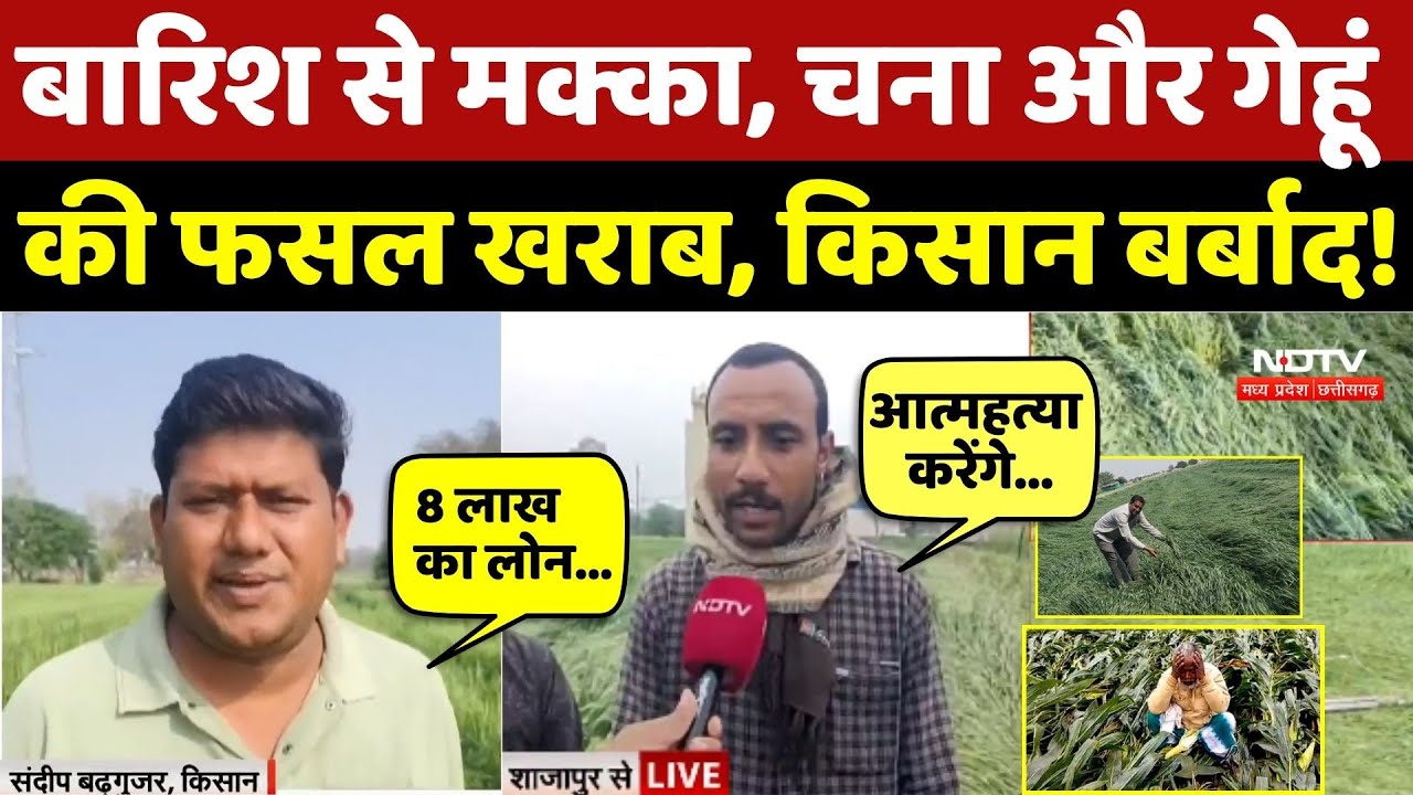 MP Weather: बारिश से मक्का, चना और गेहूं की फसल खराब, किसान बर्बाद | Farmer | Cold wave | Top News